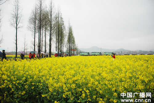 賞油菜花海 品農(nóng)家風(fēng)情 “美麗武穴”鄉(xiāng)村游醉美“自駕游”