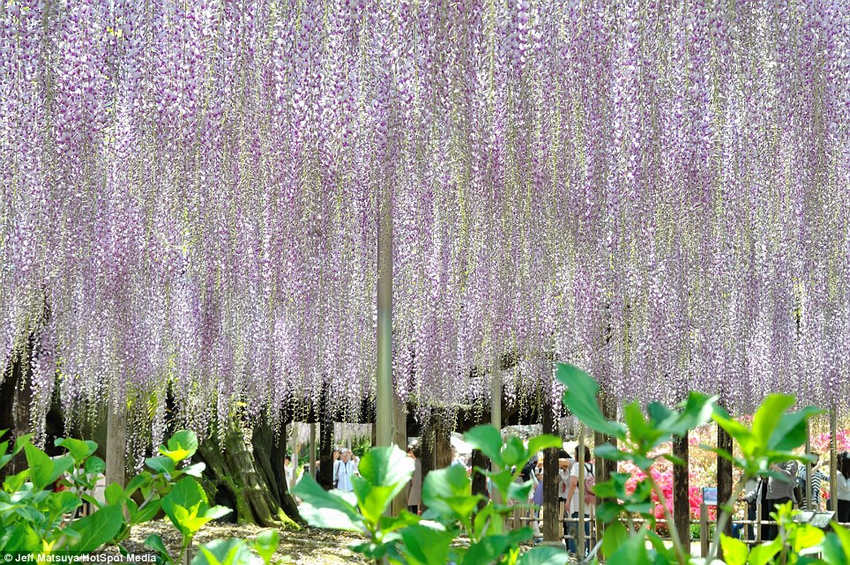 夢幻！《阿凡達》