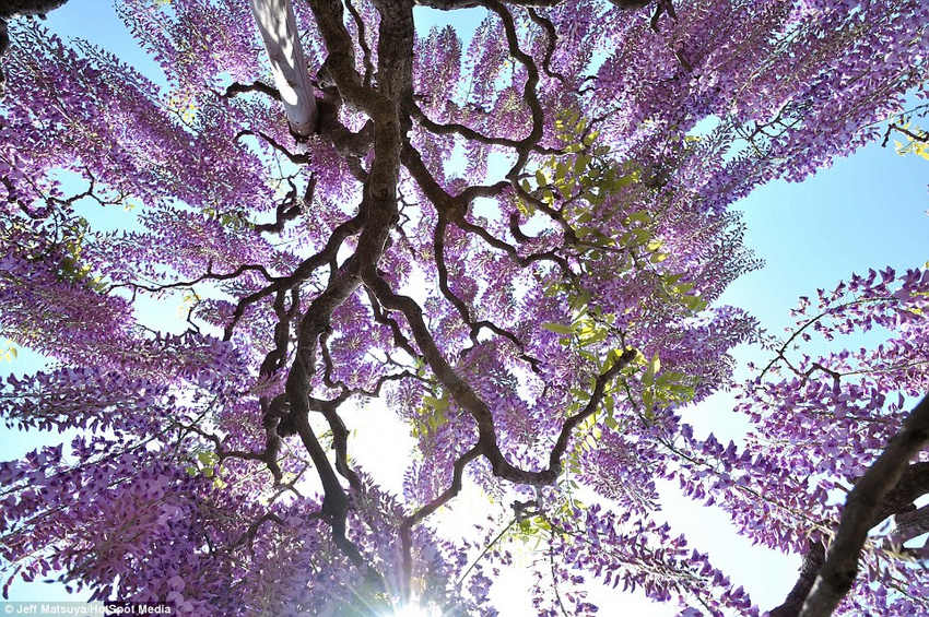 夢幻！《阿凡達》