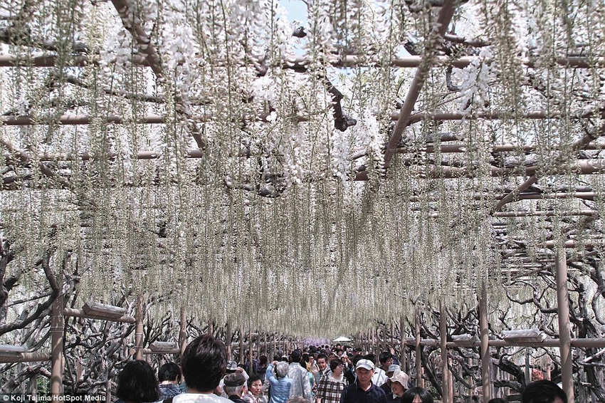 夢幻！《阿凡達(dá)》