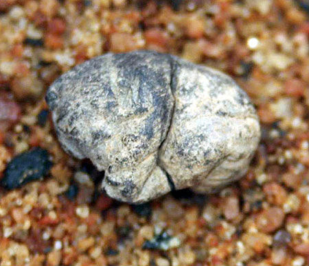 十個迄今發(fā)現(xiàn)的最古老物體：7000年石制面具