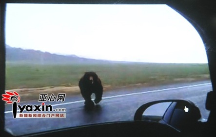 新疆額敏縣公路上有棕熊出沒 突襲過往車輛