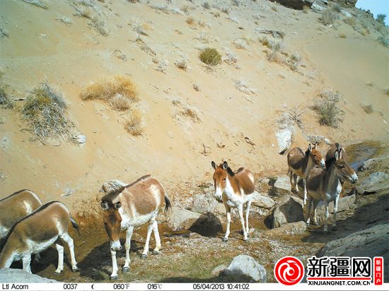 新疆羅布泊南部山區(qū)首次拍到雪豹（圖）