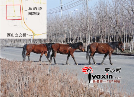 烏魯木齊井岡山西街4匹馬出沒 若無(wú)其事橫穿馬路(圖)