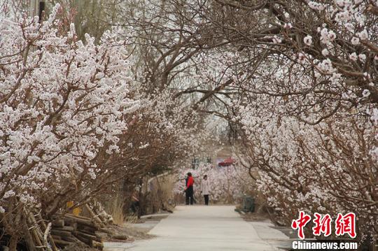 新疆兵團團場杏花綻放 成春季旅游勝地（組圖）