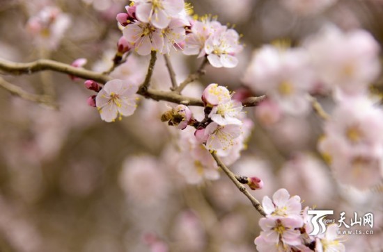 新疆若羌縣：春天來(lái)了 杏花開了（組圖）