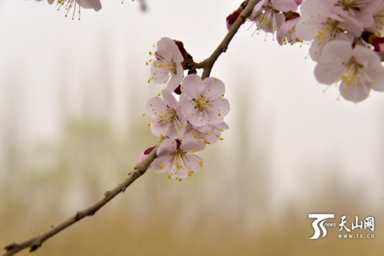 新疆若羌縣：春天來(lái)了 杏花開(kāi)了（組圖）