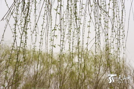 新疆若羌縣：春天來(lái)了 杏花開(kāi)了（組圖）