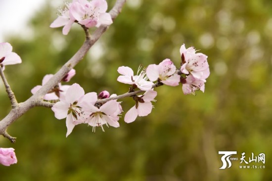 新疆若羌縣：春天來(lái)了 杏花開(kāi)了（組圖）
