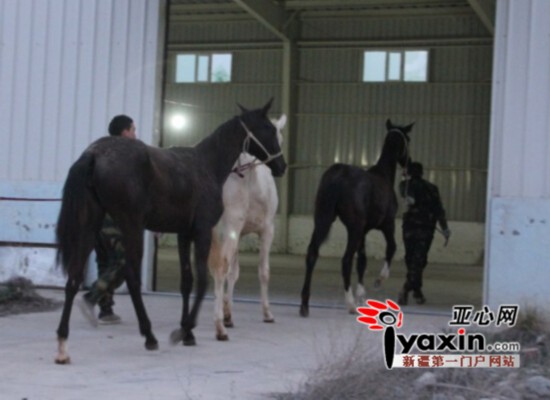 新疆引進(jìn)哈國40匹汗血寶馬 近期還將從俄引進(jìn)50匹