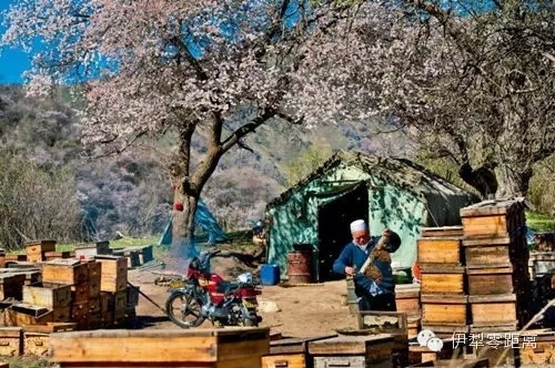 伊犁零距離：伊犁：藍(lán)與綠，你不曾遇到的純粹