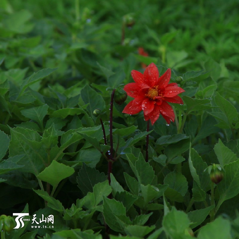 一八三團(tuán)設(shè)施育苗基地百花爭艷