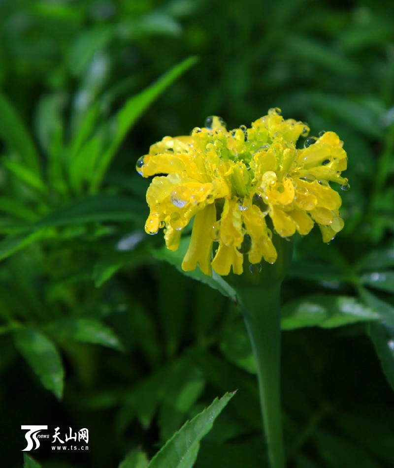 一八三團(tuán)設(shè)施育苗基地百花爭艷