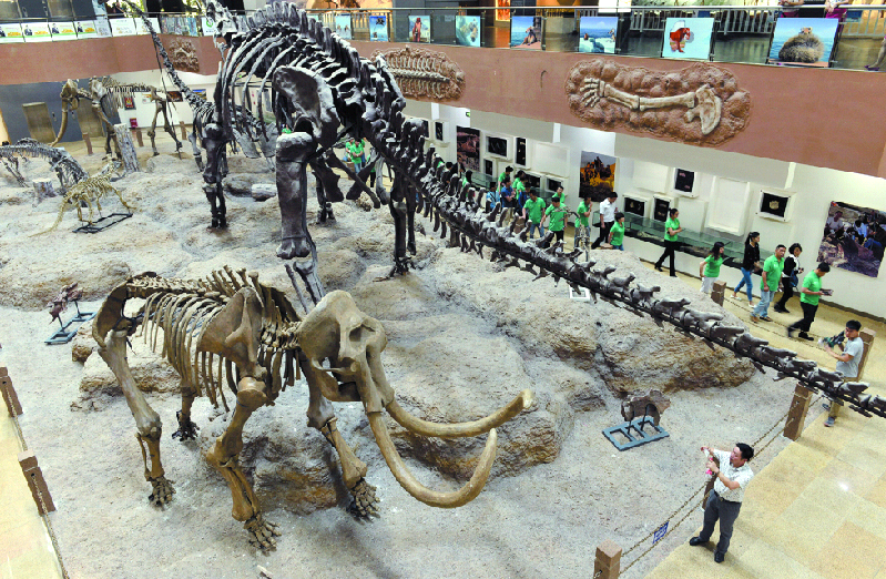 新疆昌吉首屆冰河時代動物化石展5月底啟幕