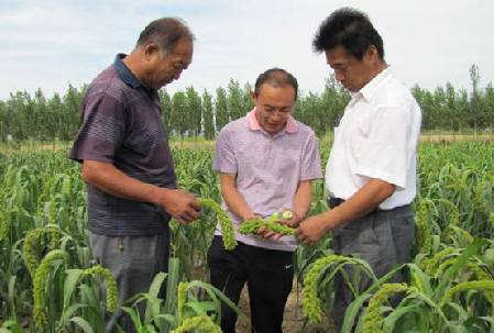 和碩縣“張雜谷”長(zhǎng)勢(shì)喜人 平均穗長(zhǎng)達(dá)35cm