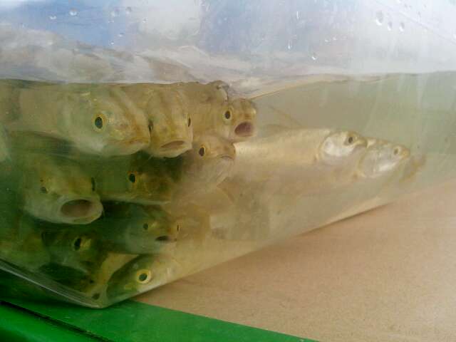新疆首次放流8500尾大規(guī)格新疆大頭魚