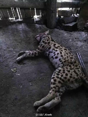 男子炫耀在西藏獵殺野生保護(hù)動(dòng)物引眾怒