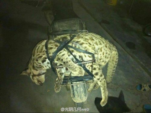 男子炫耀在西藏獵殺野生保護(hù)動(dòng)物引眾怒