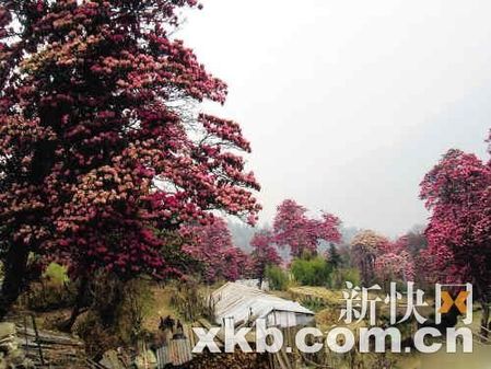 2011上班族年假大計(jì)劃　讓旅行再幸福一點(diǎn)