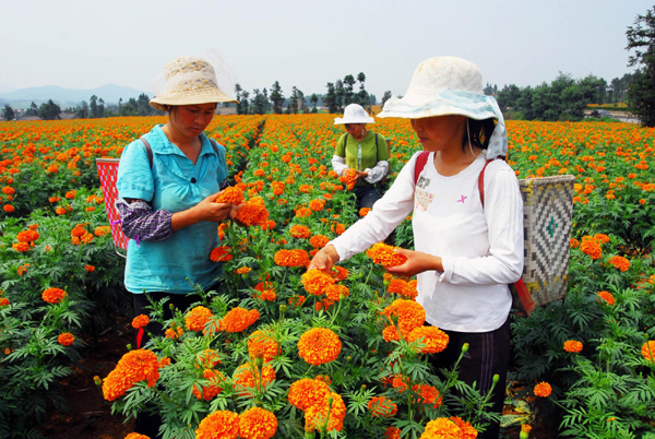羅平旅游新看點(diǎn)：千畝萬壽菊驚艷綻放