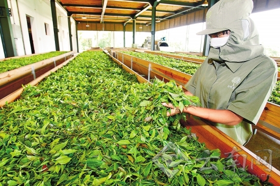 云南春茶量增價漲 茶農(nóng)春茶總收入達(dá)25.96億元