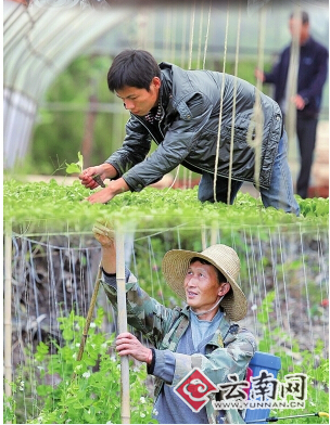 云南省1468個村（組）開展強(qiáng)基惠農(nóng)“合作股份”工作
