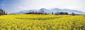 云南4村6景觀入選中國(guó)最美休閑鄉(xiāng)村和中國(guó)美麗田園