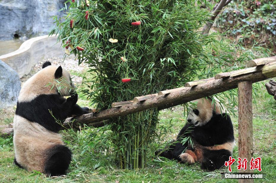 云南動(dòng)物園大熊貓?zhí)崆跋碛?#8220;圣誕大餐”