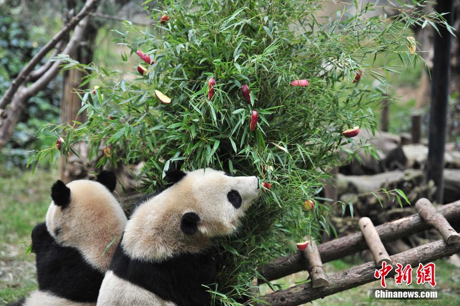 云南動(dòng)物園大熊貓?zhí)崆跋碛?#8220;圣誕大餐”