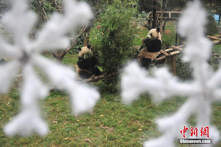 云南動(dòng)物園大熊貓?zhí)崆跋碛?#8220;圣誕大餐”