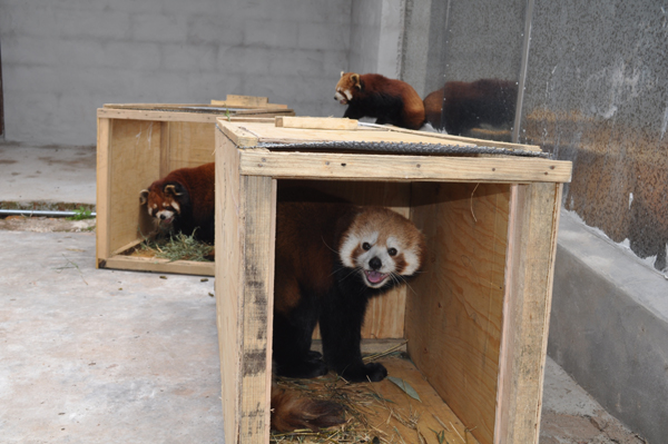 全國最大小熊貓繁育基地落戶普洱國家公園