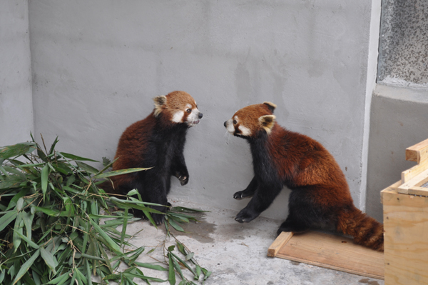 全國(guó)最大小熊貓繁育基地落戶普洱國(guó)家公園