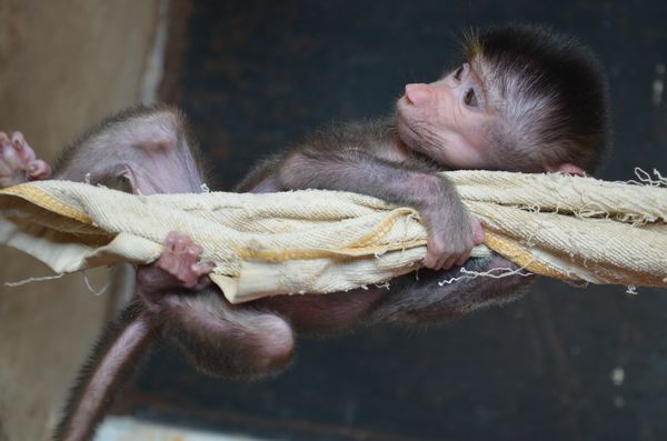 巡游小動(dòng)物決定啦 市民可以在動(dòng)物園跟它們零距離