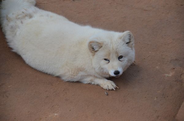 巡游小動(dòng)物決定啦 市民可以在動(dòng)物園跟它們零距離