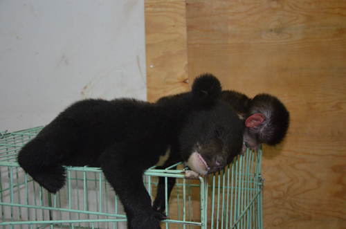 云南野生動物園首次繁殖黑熊 熊媽卻棄兒而去