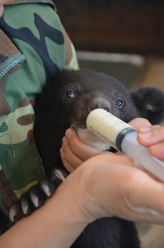云南野生動物園首次繁殖黑熊 熊媽卻棄兒而去