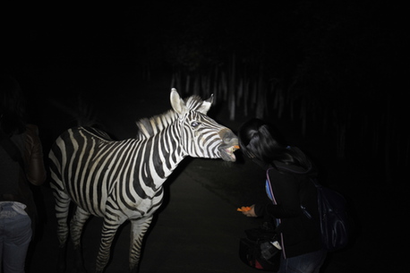 全國(guó)首個(gè)探秘型山地夜間動(dòng)物園開放