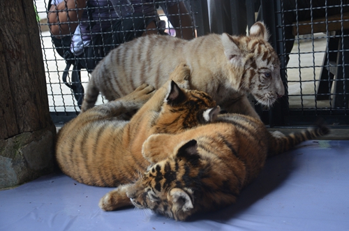 老虎王國“愛心志愿者”報名火爆 野生動物園再增3個名額