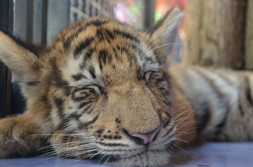 老虎王國“愛心志愿者”報(bào)名火爆 野生動物園再增3個名額