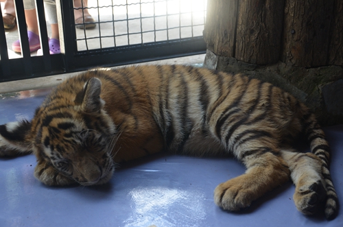 老虎王國“愛心志愿者”報(bào)名火爆 野生動物園再增3個名額
