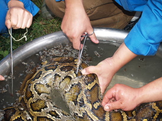 云南野生動(dòng)物園為收容的蟒蛇，巨蜥檢查身體