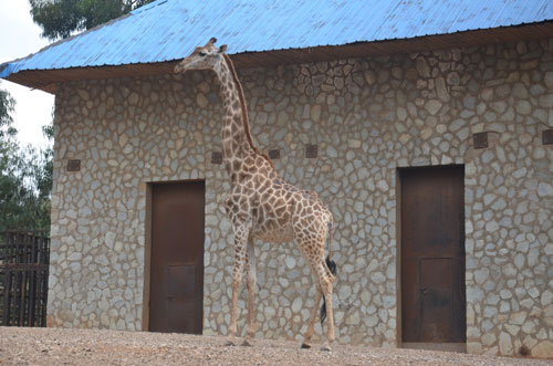 全國首次引進最大規(guī)模長頸鹿群 月底將落腳云南野生動物園