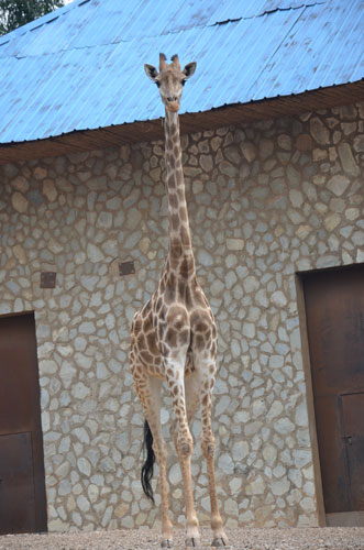 全國首次引進最大規(guī)模長頸鹿群 月底將落腳云南野生動物園