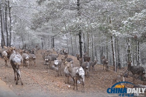 云南野生動物園動物應(yīng)對下雪天各有妙招