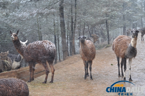 云南野生動物園動物應(yīng)對下雪天各有妙招