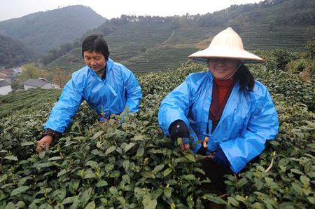 西湖龍井新茶進(jìn)入采摘期