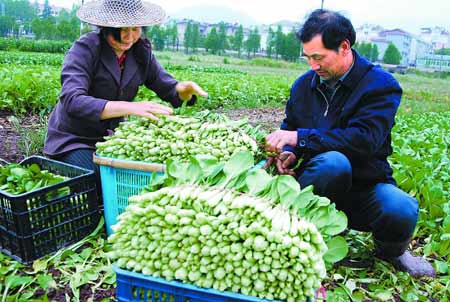 浙江蔬菜價格低于去年同期