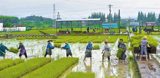 強降水來去匆匆 武義：農(nóng)民搶種晚稻