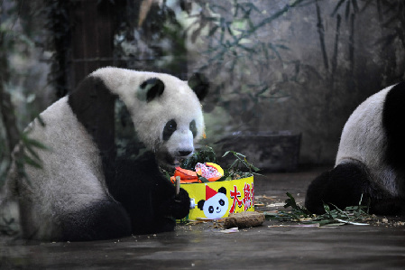 杭州：動(dòng)物園的大熊貓生日會(huì)