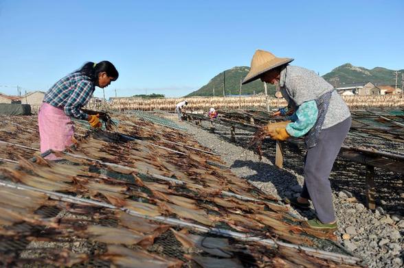 臺風(fēng)“打盹” 魷魚加工戶晾曬忙